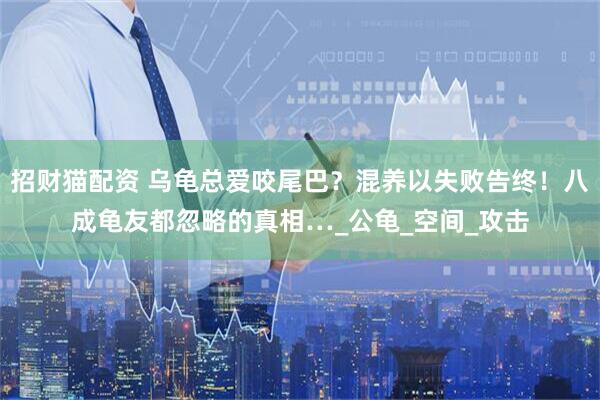 招财猫配资 乌龟总爱咬尾巴？混养以失败告终！八成龟友都忽略的真相…_公龟_空间_攻击